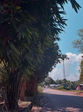 Bamboo tree Stockfoto's