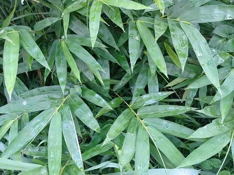 Bamboo tree Stock Photos