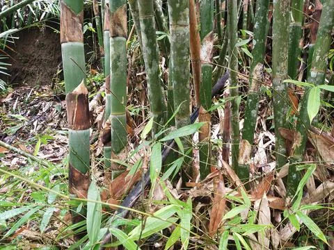 Bamboo tree Stock Photos