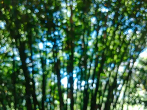 Bamboo tree Stock-Fotos