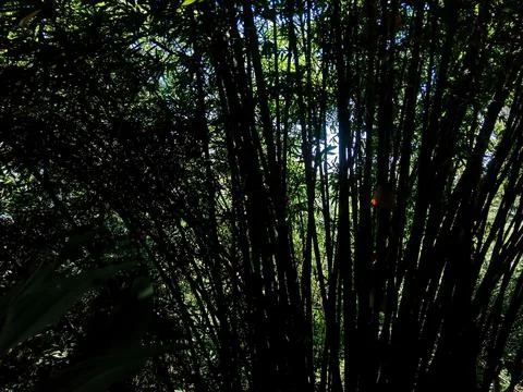 Bamboo tree Stock-Fotos