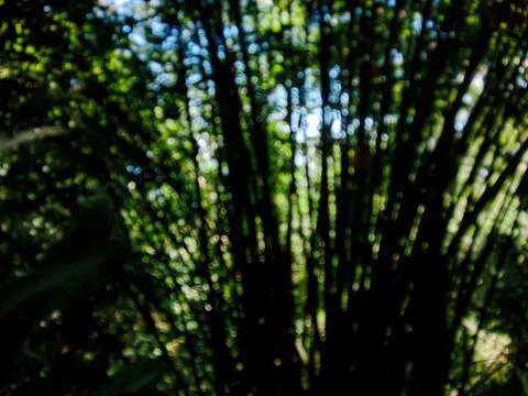 Bamboo tree Stock-Fotos