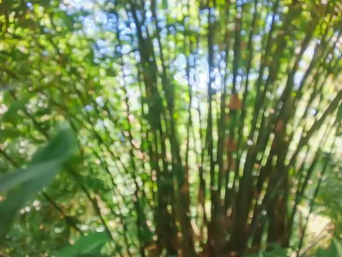 Bamboo tree Stock-Fotos