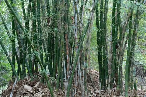 Bamboo tree Stock Photos