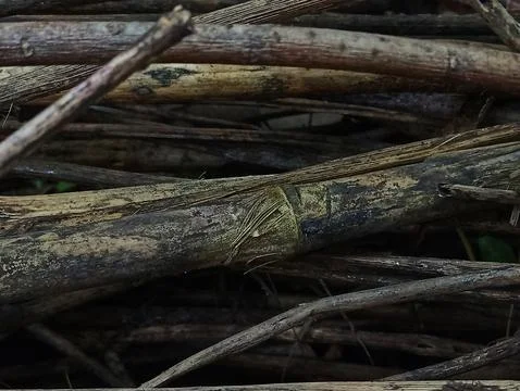 Bamboo Tree Stock Photos