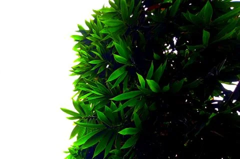 Bamboo tree Stock Photos