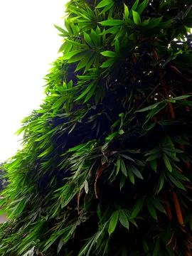 Bamboo tree Stock Photos