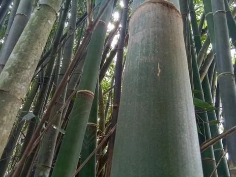 Bamboo tree Фото