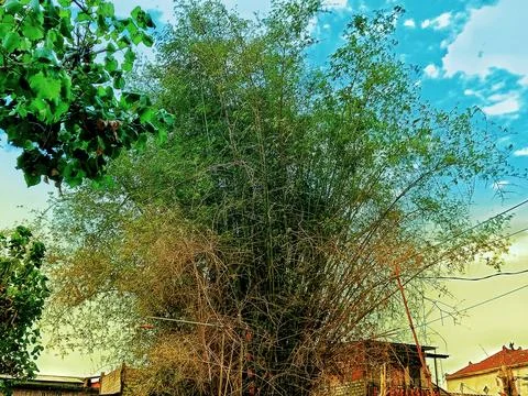 Bamboo tree Stock Photos
