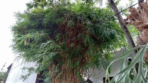 Bamboo tree 库存照片
