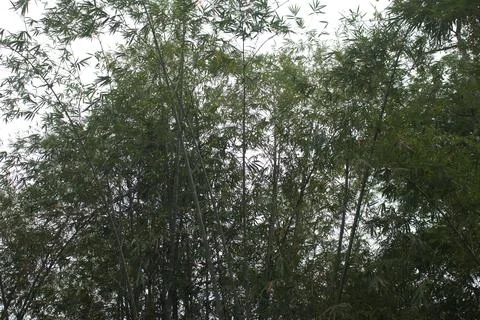 Bamboo Tree Stock Photos