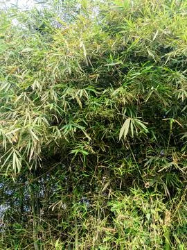 Bamboo Tree Stock Photos
