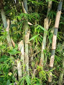 Bamboo Tree Stock Photos