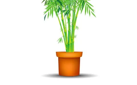 Bamboo tree in pot on the white background Stock Illustration