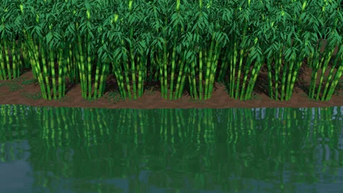 Bamboo Tree Reflection In Water Stock Footage 243984609