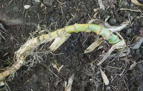 Bamboo tree roots Stock Photos