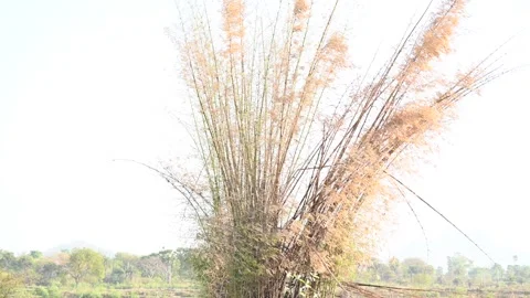 Bamboo tree scorched by fires. Stock Footage 306162500