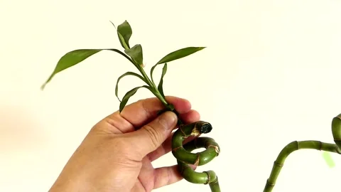 Bamboo tree seedling,growing bamboo tree in jar as ornamental plant,bamboo tr Stock Footage 168761286