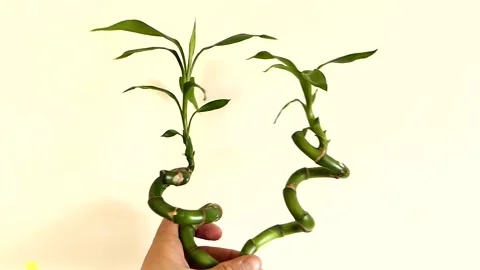 Bamboo tree seedling,growing bamboo tree in jar as ornamental plant,bamboo tr Stock Footage 168761341