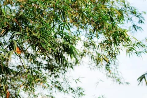 Bamboo of tree with sky. Stock Photos