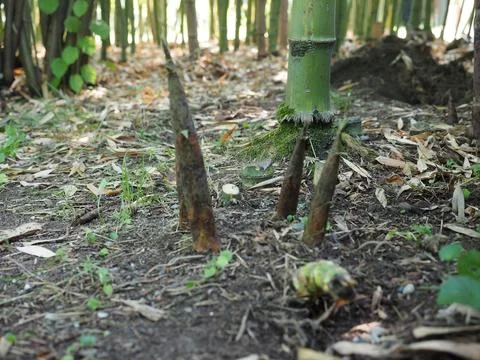 Bamboo tree sprout Stock Photos