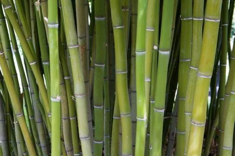 Bamboo tree stand Stock Photos