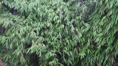 Bamboo tree swaying in strong wind and rain. Stock Footage 171874074