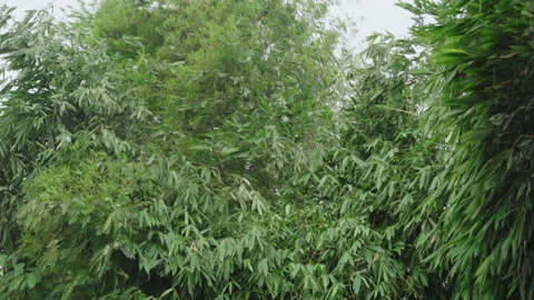 Bamboo tree swaying in strong wind and rain. Stock Footage 171874136