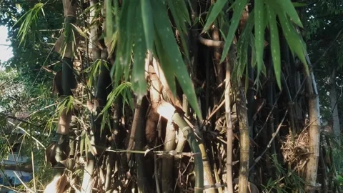 Bamboo Tree Textures Stock Footage 332797031