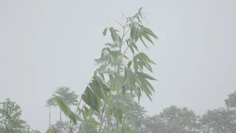 Bamboo Tree Tip Swaying in Rainfall Deep Inside Tropical Forest - S Log 3 Stock Footage 306193491