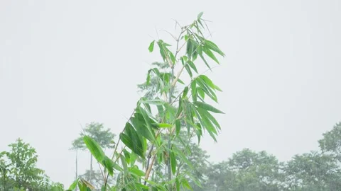 Bamboo Tree Tip Swaying in Rainfall Deep Inside Tropical Forest Stock Footage 306193563