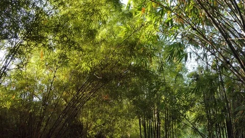 Bamboo tree in tropical rain forest. Stock Footage 122263116