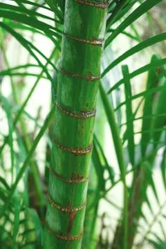 Bamboo tree trunk on a background of lush greenery Stock Photos