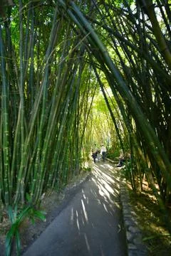 Bamboo tree tunnel Stock Photos