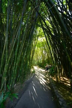 Bamboo tree tunnel Stock Photos