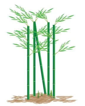 Bamboo tree vector design Stock Illustration