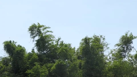 Bamboo tree was blown by strong winds. Stock Footage 148662465