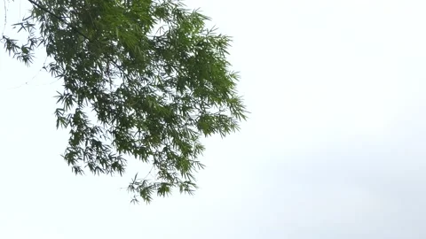 Bamboo tree was blown by strong winds. Stock Footage 151029761