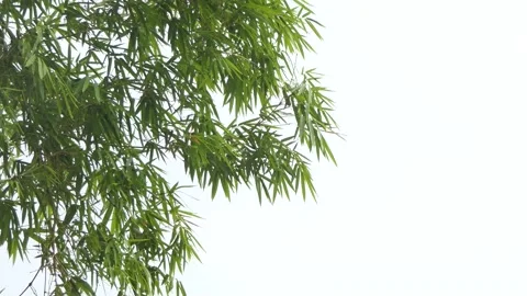 Bamboo tree was blown by strong winds. Stock Footage 151031996