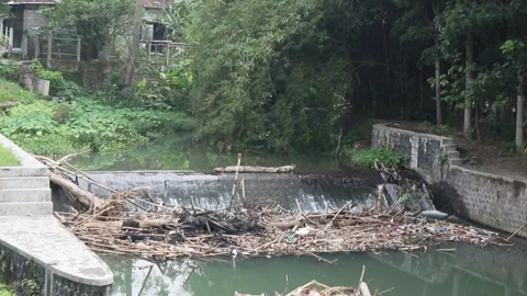 Bamboo tree waste clogs river flows Stock Footage 274793316