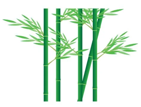 Bamboo tree on white background Stock Illustration