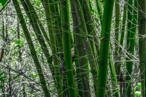 Bamboo tree on wild jungle. Multi branch bamboo shrub Stock Photos