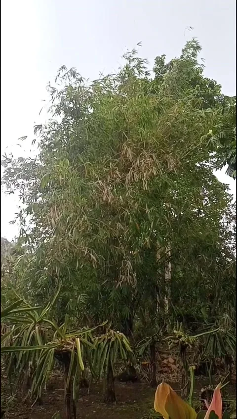 Bamboo tree in the wind 库存影片 219733528