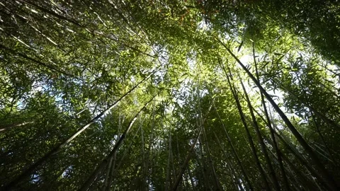 Bamboo Trees in 4K Stock Footage 219624022