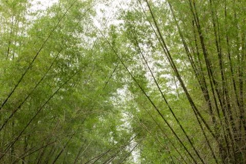 Bamboo trees along the mountain range of Talamalai Reserve Forest. Stock Photos