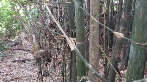 The bamboo trees are far apart Stock Footage 260985442
