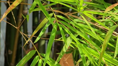 Bamboo trees are growing with leaves. Stock Footage 305366409