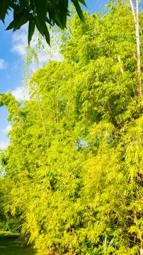 Bamboo trees are rustling with wind in a hotel in the Dominican Republic Stock-Fotos