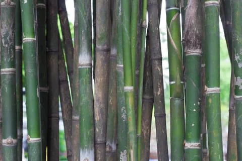 Bamboo trees background Stock Photos