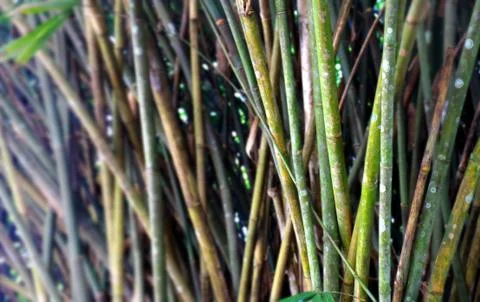 Bamboo trees background Stock Photos